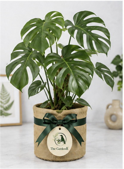 Monstera Deliciosa (Swiss Cheese Plant)